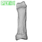 NH CAM1 107 Gorilla gorilla gorilla foot phalanx fifth proximal right ply