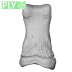NH CAM1 107 Gorilla gorilla gorilla foot phalanx first proximal right ply
