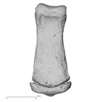 foot phalanx fourth middle right