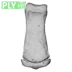 NH CAM1 107 Gorilla gorilla gorilla foot phalanx fourth middle right ply