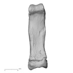 NH CAM1 107 Gorilla gorilla gorilla foot phalanx fourth proximal right plantar
