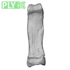 NH CAM1 107 Gorilla gorilla gorilla foot phalanx fourth proximal right ply
