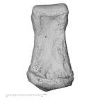 NH CAM1 107 Gorilla gorilla gorilla foot phalanx second middle right plantar