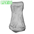 NH CAM1 107 Gorilla gorilla gorilla foot phalanx second middle right ply