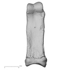 NH CAM1 107 Gorilla gorilla gorilla foot phalanx second proximal right plantar