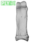 NH CAM1 107 Gorilla gorilla gorilla foot phalanx second proximal right ply