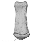 NH CAM1 107 Gorilla gorilla gorilla foot phalanx third middle right plantar