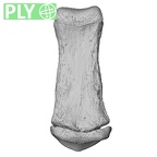 NH CAM1 107 Gorilla gorilla gorilla foot phalanx third middle right ply