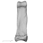 NH CAM1 107 Gorilla gorilla gorilla foot phalanx third proximal right plantar