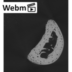 NH CAM1 107 Gorilla gorilla gorilla foot phalanx third proximal right ct stack movie