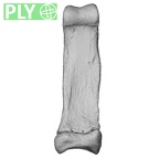 NH CAM1 107 Gorilla gorilla gorilla foot phalanx third proximal right ply