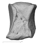 NH CAM1 107 Gorilla gorilla gorilla intermediate cuneiform right lateral