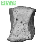 NH CAM1 107 Gorilla gorilla gorilla intermediate cuneiform right ply