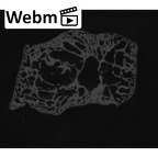 NH CAM1 107 Gorilla gorilla gorilla lateral cuneiform right ct stack movie