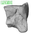 NH CAM1 107 Gorilla gorilla gorilla lateral cuneiform right ply