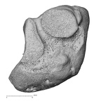 NH CAM1 107 Gorilla gorilla gorilla medial cuneiform right lateral