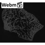 NH CAM1 107 Gorilla gorilla gorilla medial cuneiform right ct stack movie