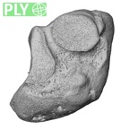NH CAM1 107 Gorilla gorilla gorilla medial cuneiform right ply