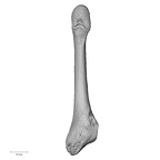 NH CAM1 107 Gorilla gorilla gorilla metatarsal fifth right plantar
