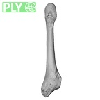 NH CAM1 107 Gorilla gorilla gorilla metatarsal fifth right ply