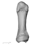 NH CAM1 107 Gorilla gorilla gorilla metatarsal first right plantar