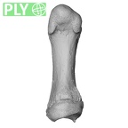 NH CAM1 107 Gorilla gorilla gorilla metatarsal first right ply