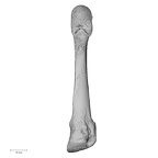 NH CAM1 107 Gorilla gorilla gorilla metatarsal fourth right plantar
