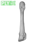 NH CAM1 107 Gorilla gorilla gorilla metatarsal fourth right ply