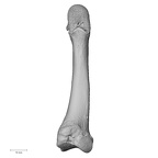 NH CAM1 107 Gorilla gorilla gorilla metatarsal second right plantar