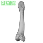 NH CAM1 107 Gorilla gorilla gorilla metatarsal second right ply