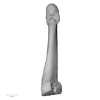 NH CAM1 107 Gorilla gorilla gorilla metatarsal third right plantar