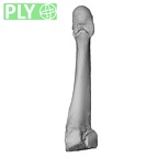 NH CAM1 107 Gorilla gorilla gorilla metatarsal third right ply