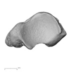 NH CAM1 107 Gorilla gorilla gorilla navicular right proximal