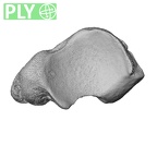 NH CAM1 107 Gorilla gorilla gorilla navicular right ply