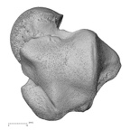 NH CAM1 107 Gorilla gorilla gorilla talus right dorsal