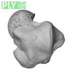 NH CAM1 107 Gorilla gorilla gorilla talus right ply