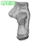 NH CAM1 14 Gorilla gorilla gorilla calcaneus right ply