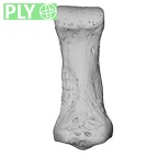 NH CAM1 14 Gorilla gorilla gorilla foot phalanx fifth middle right ply