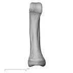 foot phalanx fifth proximal right