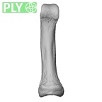 NH CAM1 14 Gorilla gorilla gorilla foot phalanx fifth proximal right ply