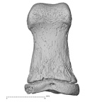 foot phalanx first proximal right
