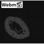 NH CAM1 14 Gorilla gorilla gorilla foot phalanx first proximal right ct stack movie