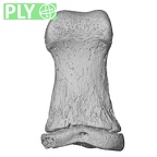 NH CAM1 14 Gorilla gorilla gorilla foot phalanx first proximal right ply