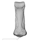 foot phalanx fourth middle right