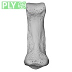 NH CAM1 14 Gorilla gorilla gorilla foot phalanx fourth middle right ply