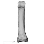 NH CAM1 14 Gorilla gorilla gorilla foot phalanx fourth proximal right plantar