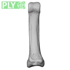 NH CAM1 14 Gorilla gorilla gorilla foot phalanx fourth proximal right ply