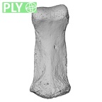 NH CAM1 14 Gorilla gorilla gorilla foot phalanx second middle right ply