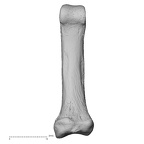 foot phalanx second proximal right