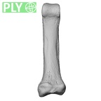 NH CAM1 14 Gorilla gorilla gorilla foot phalanx second proximal right ply